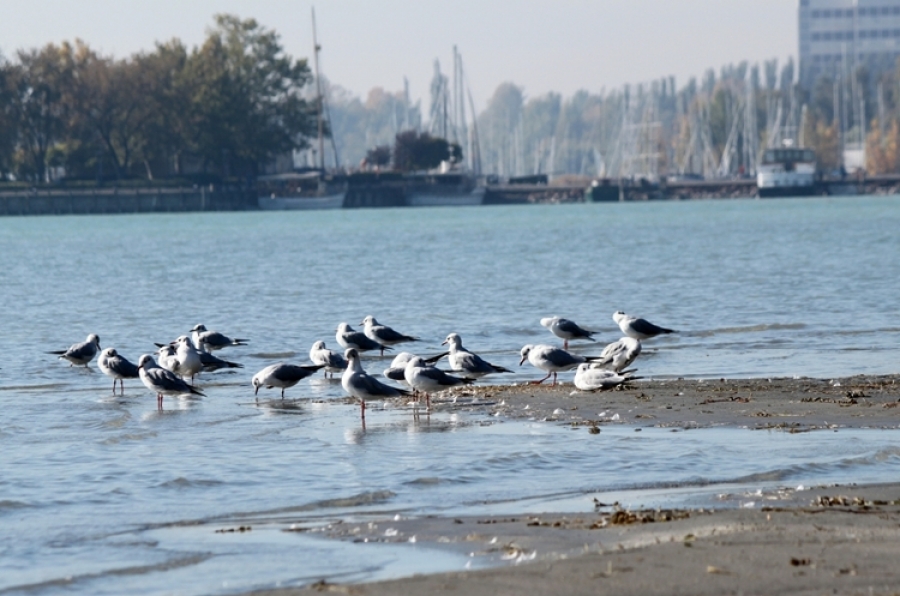 Hízik a Balaton