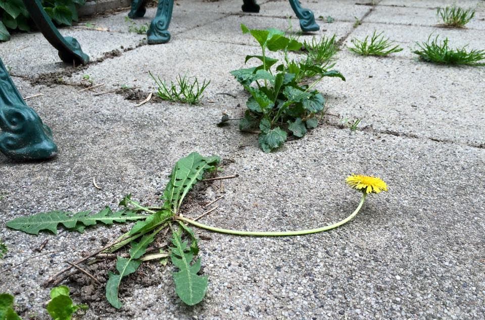 Vegyszer nélküli gyomirtás a városban?